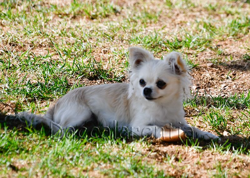 Mam'zelle d'Acca Larentia - Classe ouverte, 1er excellent CACS, BOS