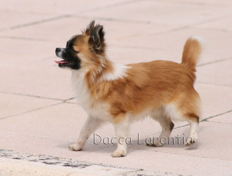 CH. Inouk d'Acca Larentia - Trés prometteur, classe puppy