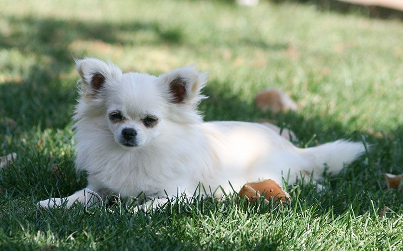 Mam'zelle d'Acca Larentia - Trés Prometteur en classe puppy