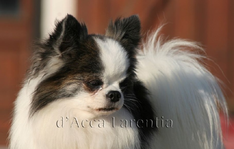 CH. CLC Mon beau petit garth - 1er excellent, CACS-CACIB, meilleur de race