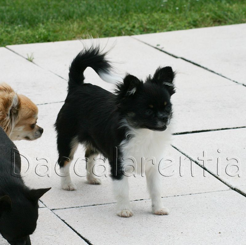 Nessy d'Acca Larentia - TP