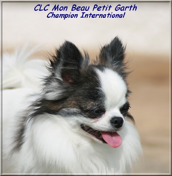 CH. CLC Mon beau petit garth - TB