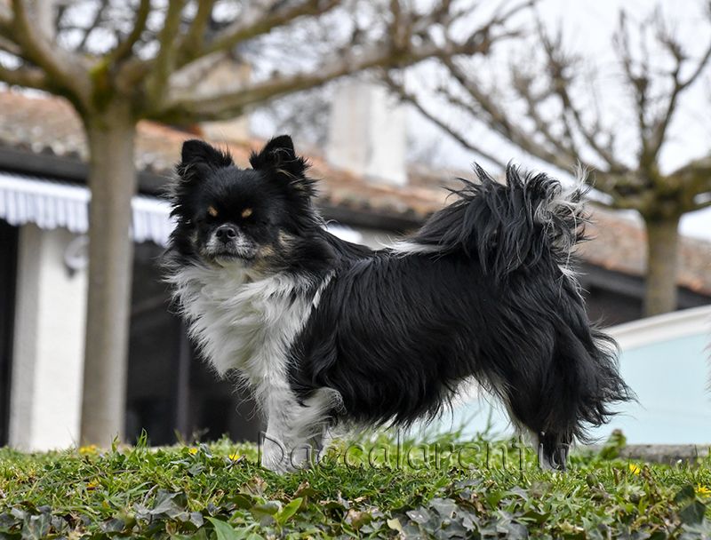 Nessy d'Acca Larentia - 2eme excellent classe ouverte