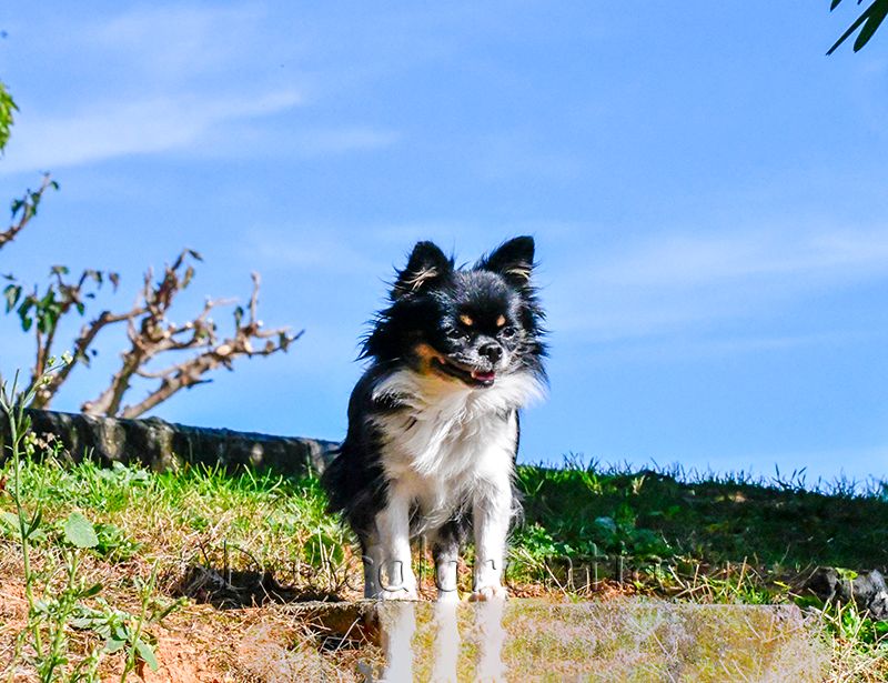 Nessy d'Acca Larentia - 1er excellent CACS, classe ouverte, BOB