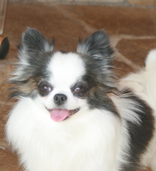 CH. CLC Mon beau petit garth - 1er Excellent CACM-CACIB