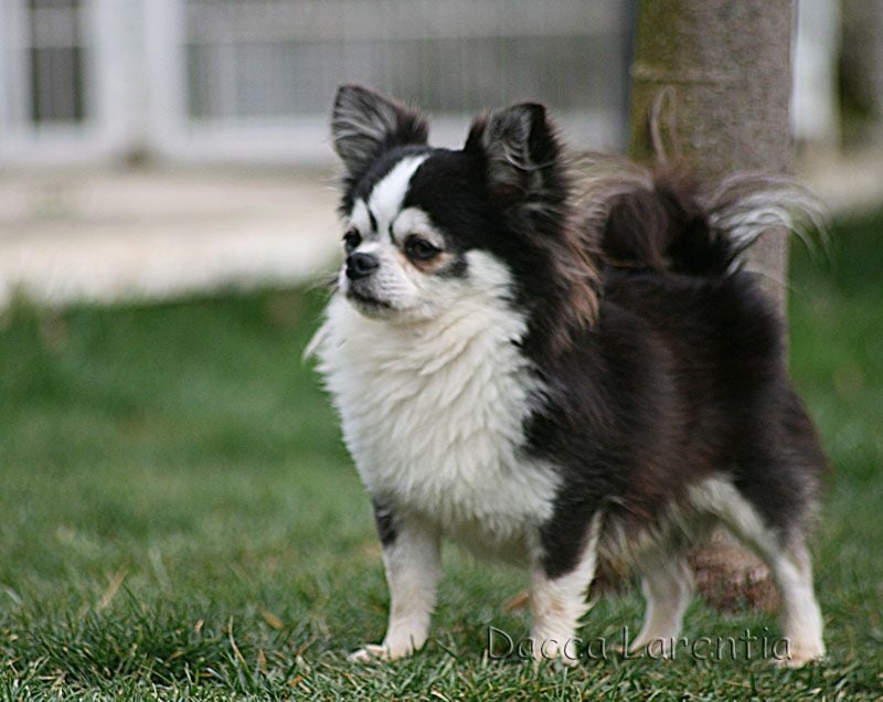 CH. valley high's Travelin man - 1er excellent, meilleur de race, classe champion