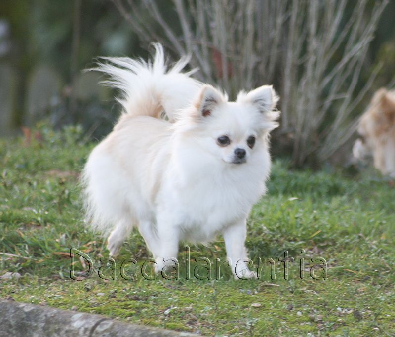 Mam'zelle d'Acca Larentia - Classe ouverte, 1er excellent CACS, BOS