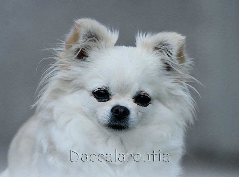 Mam'zelle d'Acca Larentia - 2eme excellent, classe ouverte