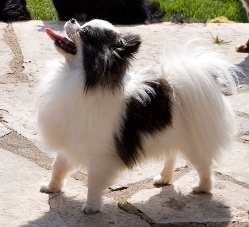 CH. CLC Mon beau petit garth - 1er excellent CACIB, meilleur de race