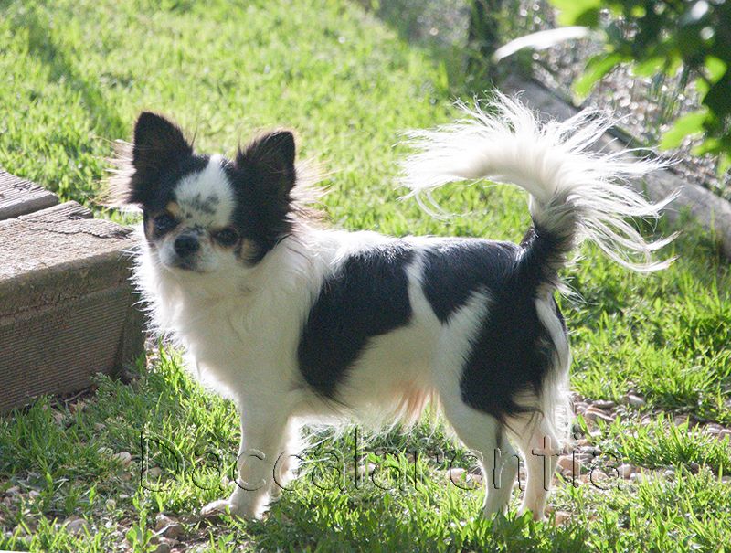 playful rich Only you - 1er excellent CACS - BOS