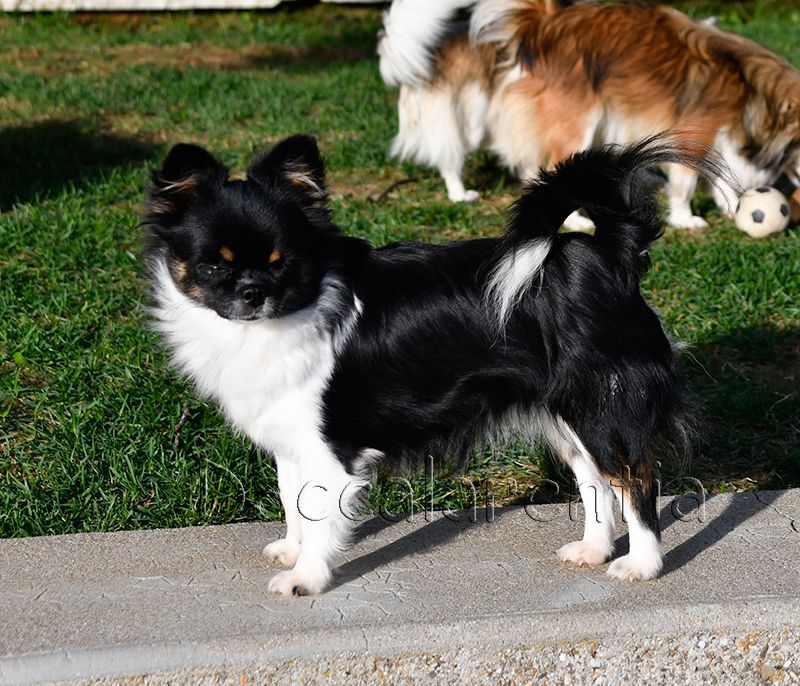 Nessy d'Acca Larentia - 1 er Tres prometteur, classe puppy