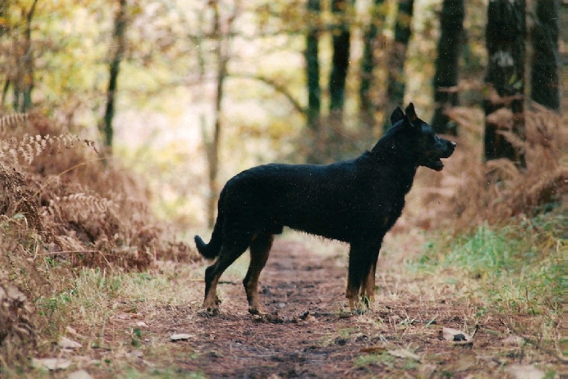Ch lucifer De la vivaline des landes de gascogne