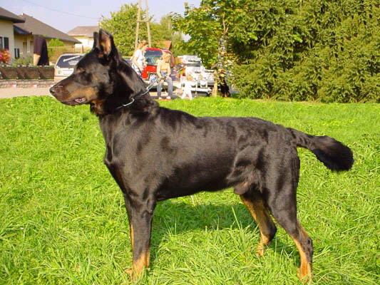 CH. Merlin dit Filou du Roc de Mélusine