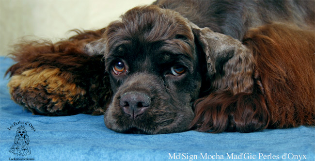 Publication : des Perles d'Onyx Auteur : Frédéric Genevey