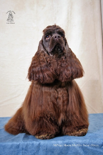 Publication : des Perles d'Onyx Auteur : Frédéric Genevey