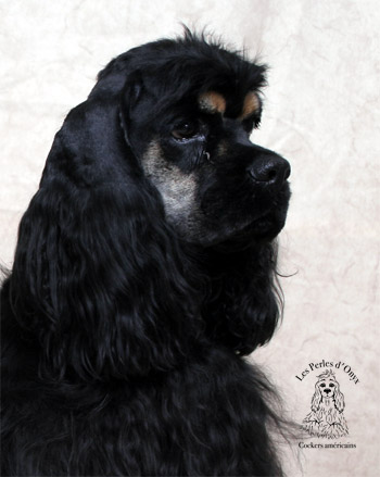 Publication : des Perles d'Onyx Auteur : Frédéric Genevey