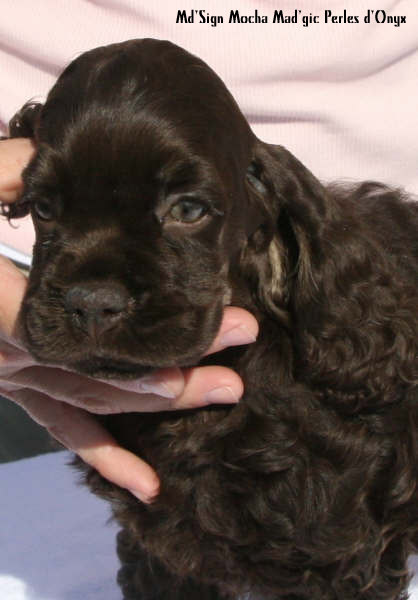 Publication : des Perles d'Onyx Auteur : Frédéric Genevey