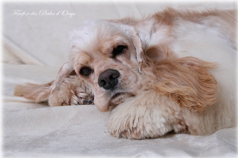 Publication : des Perles d'Onyx Auteur : Frédéric Genevey