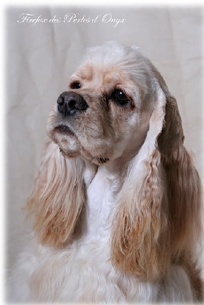 Publication : des Perles d'Onyx Auteur : Frédéric Genevey