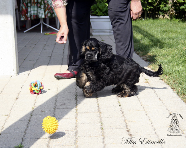 Publication : des Perles d'Onyx Auteur : Frédéric Genevey