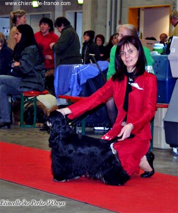 Etincelle des Perles d'Onyx - 1 Excellent, CAC-Jeune, Meilleur jeune de la race