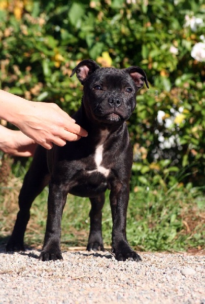 Publication : des Espoirs de Wallieux