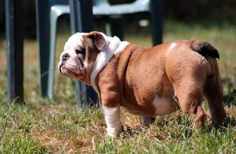 Publication : des Espoirs de Wallieux