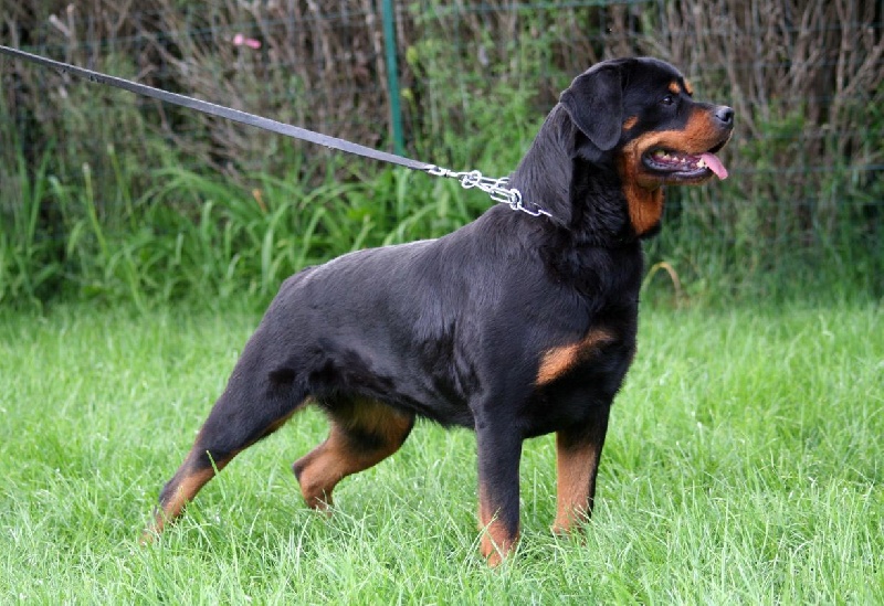 Publication : des Espoirs de Wallieux