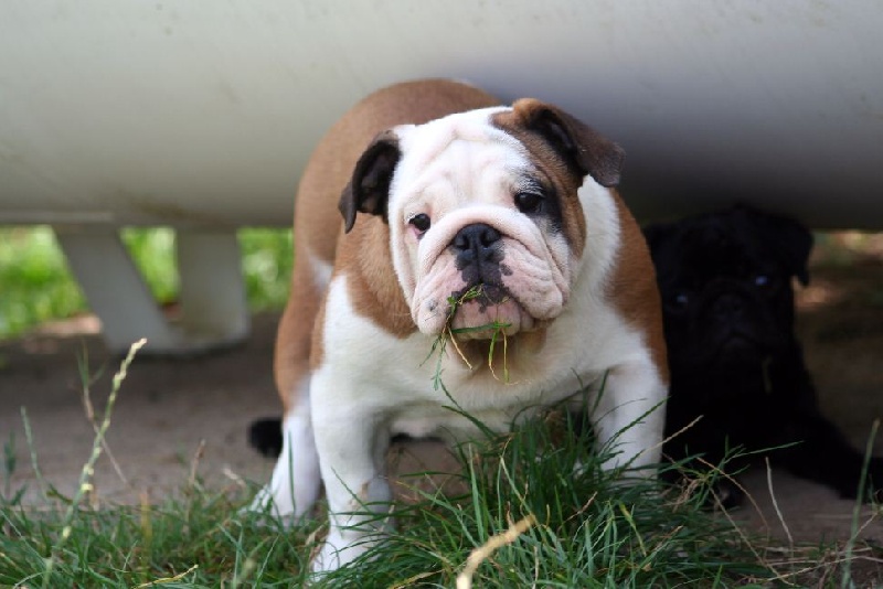 Publication : des Espoirs de Wallieux