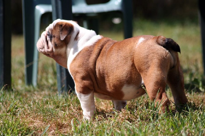 Publication : des Espoirs de Wallieux