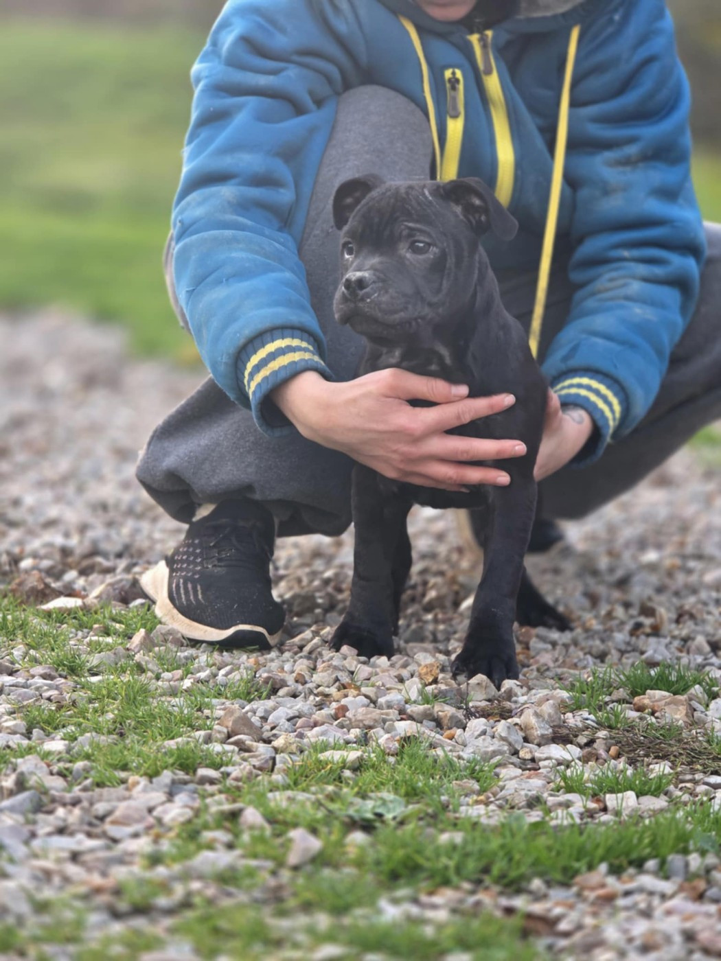Staffordshire Bull Terrier - des Espoirs de Wallieux