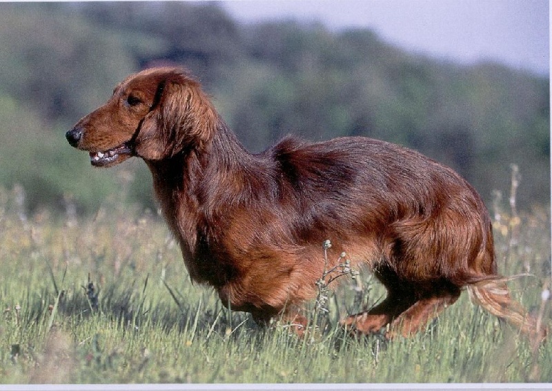 CH. Ulrich von newton du Clos Espoir de Reve - EXCELLENT