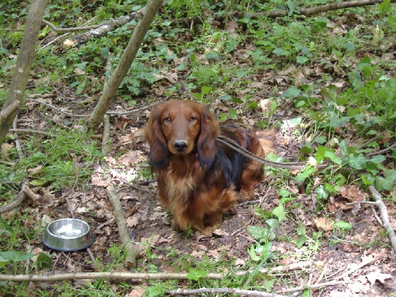 CH. Ulrich von newton du Clos Espoir de Reve - 1e EXCELLENT