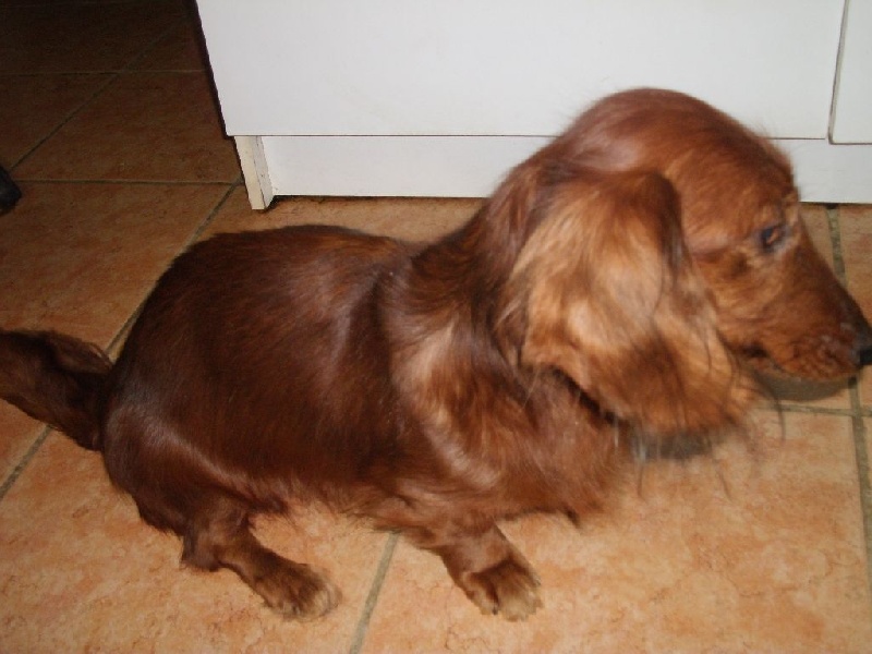 CH. Tanat-von-newton-opa du Clos Espoir de Reve - 1e EXCELLENT