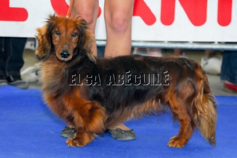 CH. Ulrich von newton du Clos Espoir de Reve - 1 ° EXC VETERANT