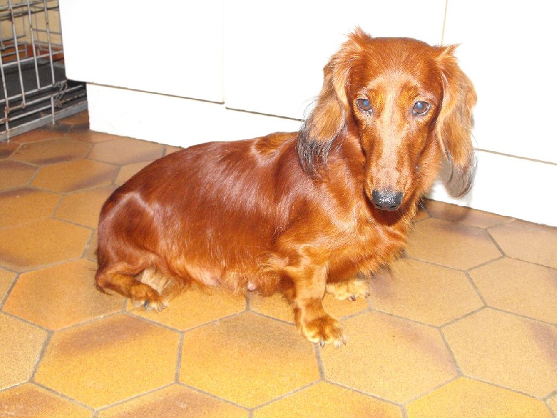 CH. Tanat-von-newton-opa du Clos Espoir de Reve - 1 ° EXC VETERANT