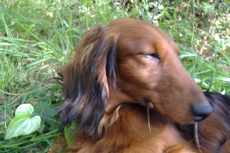 CH. Ulrich von newton du Clos Espoir de Reve - 1e EXCELLENT MEILLEUR VETERANT