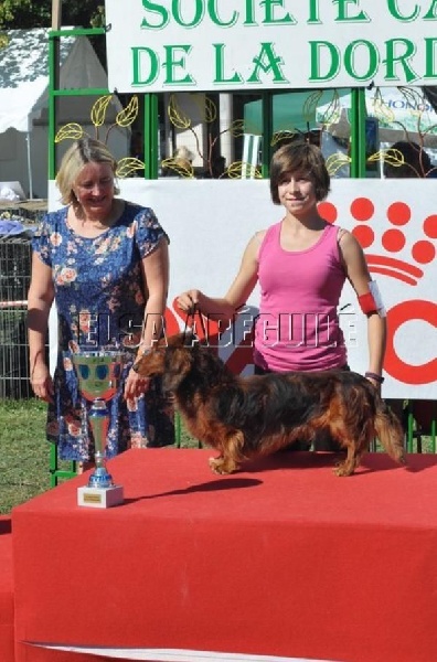 CH. Ulrich von newton du Clos Espoir de Reve - 1e EXCELLENT MEILLEUR VETERANT
