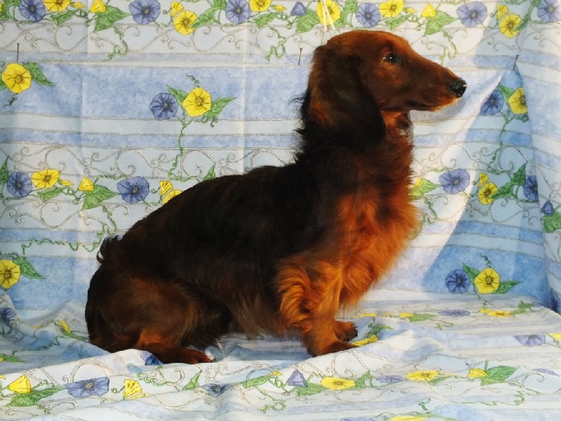 CH. Ulrich von newton du Clos Espoir de Reve - 1e EXCELLENT MEILLEUR VETERANT