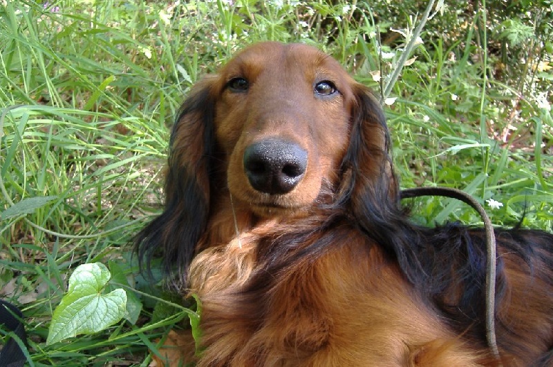 CH. Ulrich von newton du Clos Espoir de Reve - 1e EXCELLENT MEILLEUR VETERANT