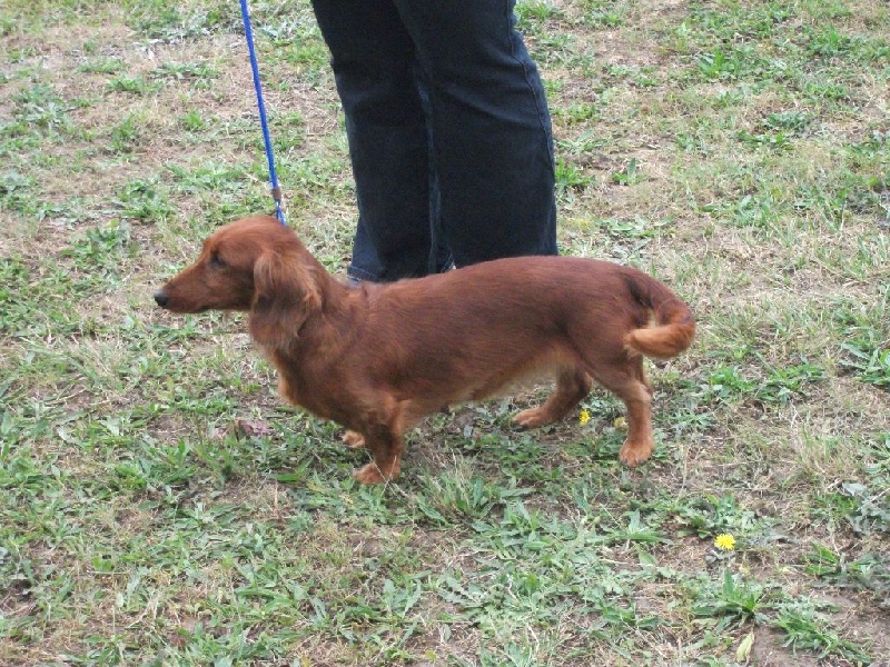 CH. Tanat-von-newton-opa du Clos Espoir de Reve - 1e EXCELLENT