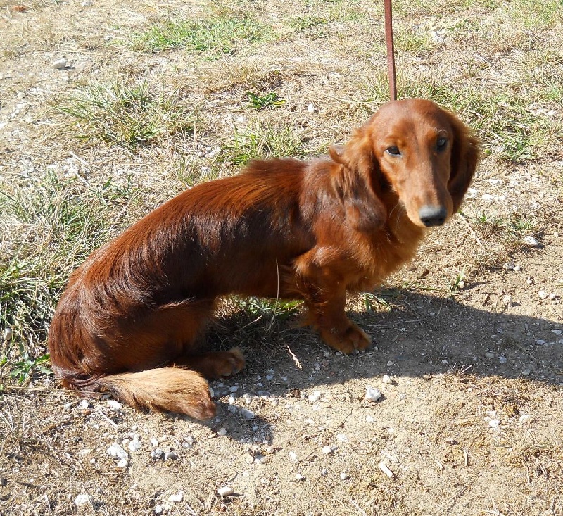 CH. Tanat-von-newton-opa du Clos Espoir de Reve - 1°EXC VETERANT