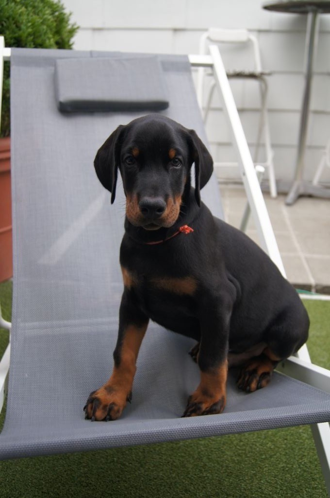 Chiot Dobermann, mâle disponible en HautsdeFrance, 59