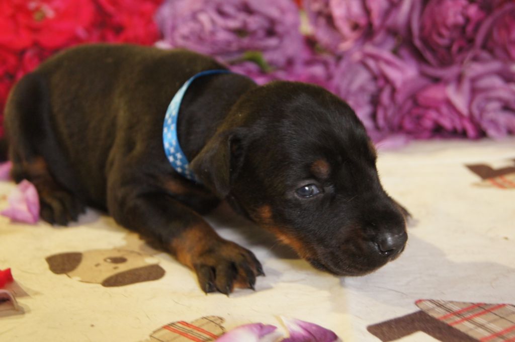 Chiot Dobermann, femelle disponible en HautsdeFrance, 59