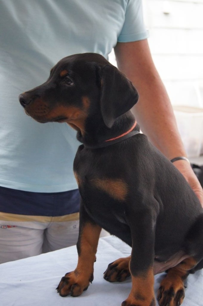 Chiot Dobermann, mâle disponible en HautsdeFrance, 59
