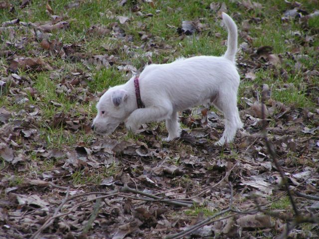 Publication : Semper Fi Auteur : Sabrina