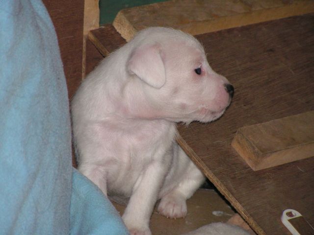 Publication : Semper Fi Auteur : Sabrina