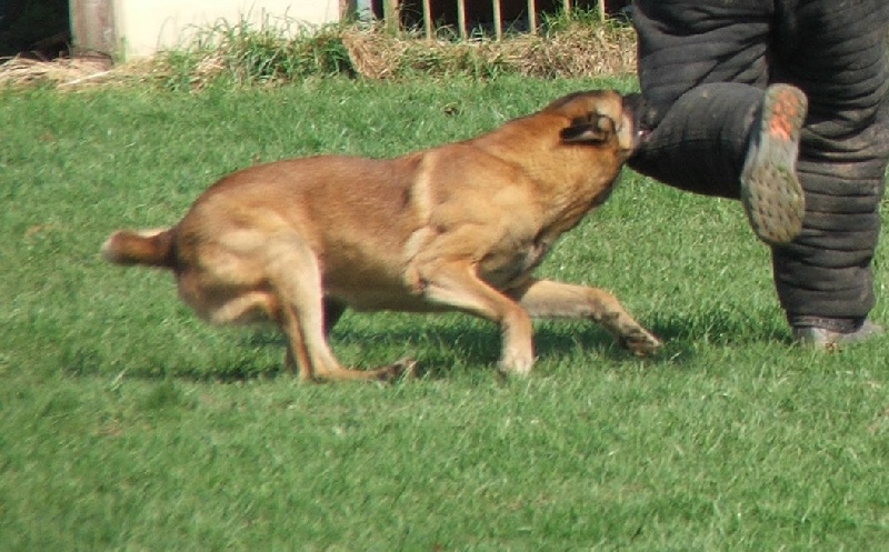 Olaf dit ondo des terres de mercy