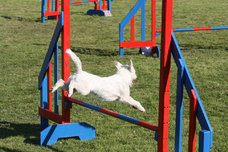 Publication : Semper Fi Auteur : Sabrina