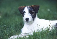 Étalon Parson Russell Terrier - Yourmayo of lovealoch